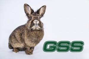 Baumfällarbeiten Kirn GSS Sordon