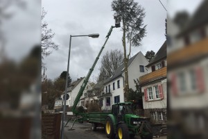 Baumfällarbeiten im Rahmen der Verkehrssicherungspflicht